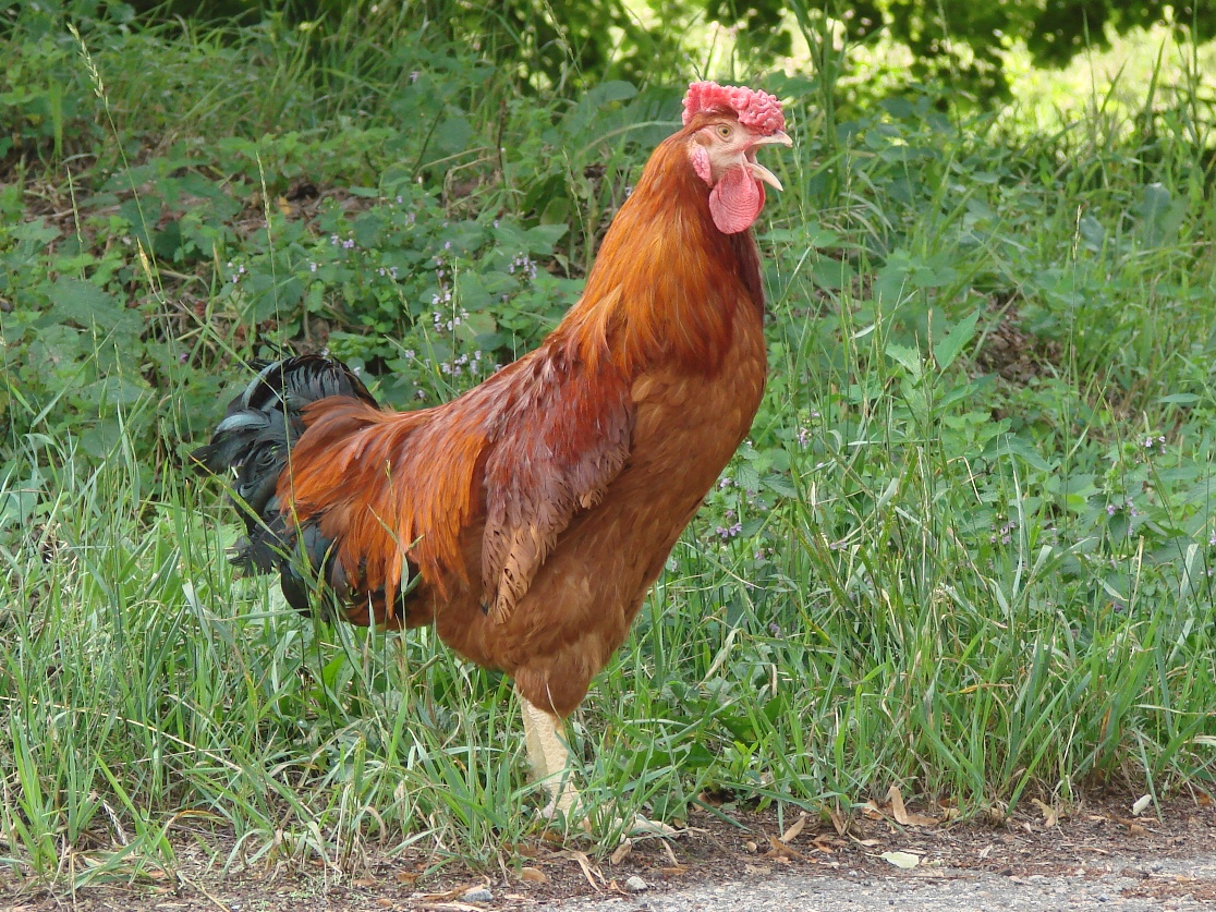 Ostavljam te zbog kokoši