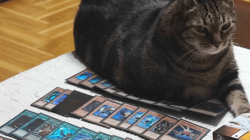 ogroman mačak Duje koji leži na Hybrid Blackwing decku